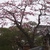 Thumbnail of 春 桜 土塀 2