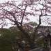 Thumbnail of 春 桜 土塀 2