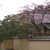 Thumbnail of 春 桜 土塀