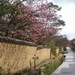 Thumbnail of 春 ひがん桜 土塀