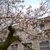 Thumbnail of 桜 長府博物館 