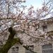 Thumbnail of 桜 長府博物館 