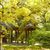 Thumbnail of 新緑 功山寺山門