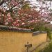 Thumbnail of 1103彼岸桜1.jpg