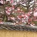 Thumbnail of 1103彼岸桜2.jpg