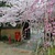 Thumbnail of 染井吉野・枝垂れ桜